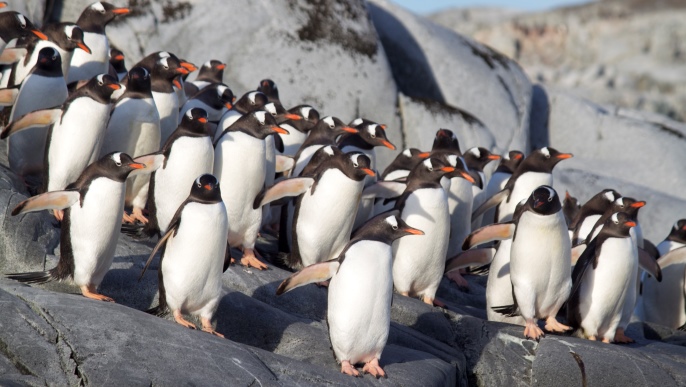 ゼンツーペンギン_南極旅行