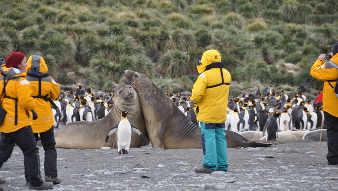 上陸観光_サウスジョージア島