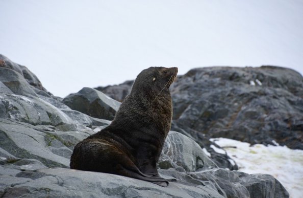 ナンキョクオットセイ_南極旅行