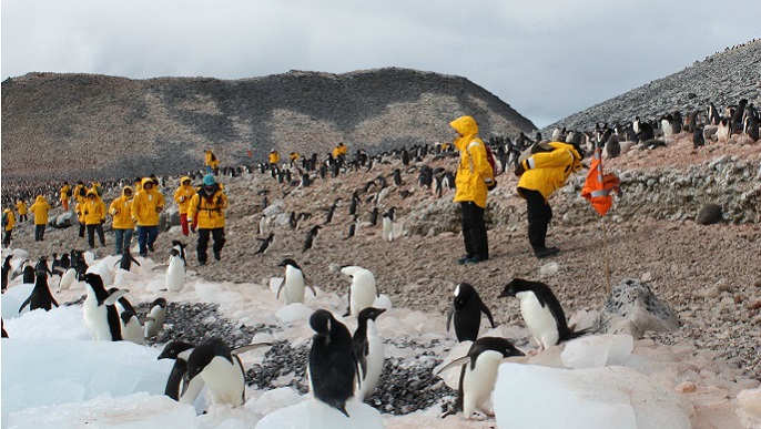 ペンギン営巣地_南極旅行