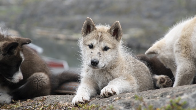 グリーンランド犬_北極旅行