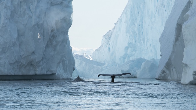 ザトウクジラ_北極旅行