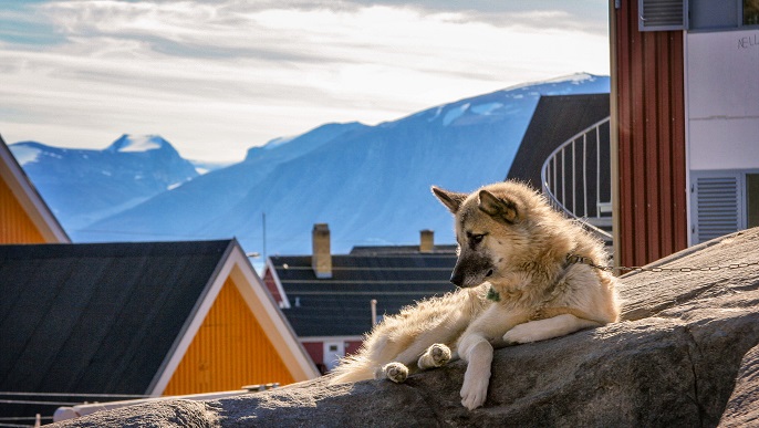 グリーンランド犬_北極旅行