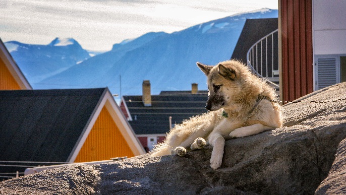 グリーンランド犬_北極旅行