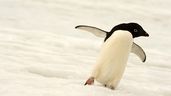 アデリーペンギン_南極旅行