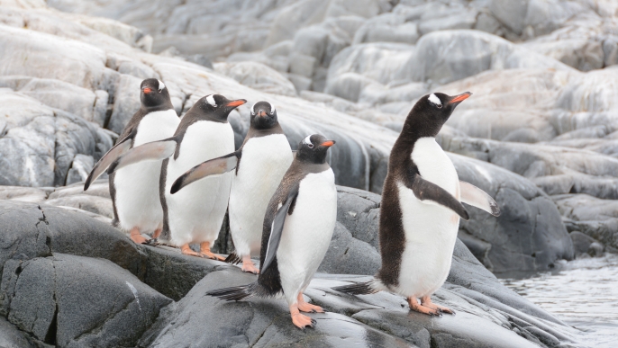 ゼンツーペンギン_南極旅行