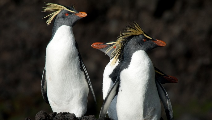 イワトビペンギン_南極旅行