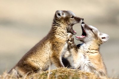 ホッキョクキツネ