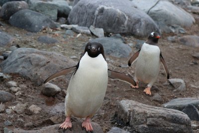 アデリーペンギン