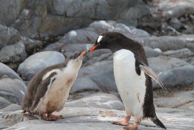 ゼンツーペンギン