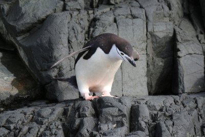 ヒゲペンギン