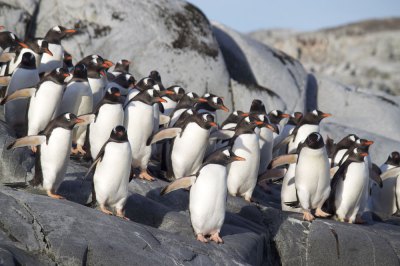 ゼンツーペンギン