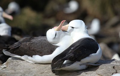 マユグロアホウドリ