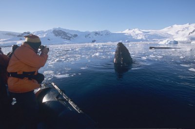 ホエール ウォッチング　南極観光