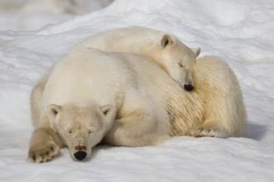 ホッキョクグマ