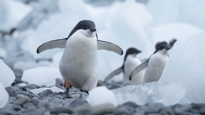 アデリーペンギン/南極クルーズ
