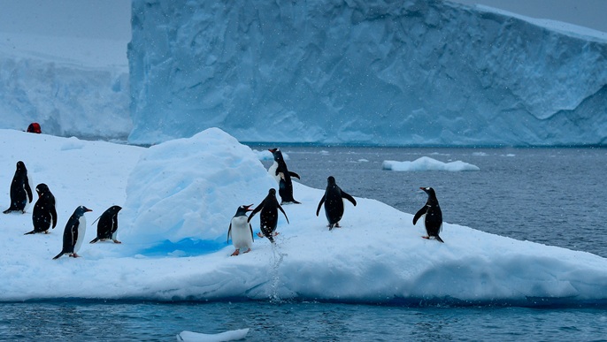 ジェンツーペンギン/南極クルーズ