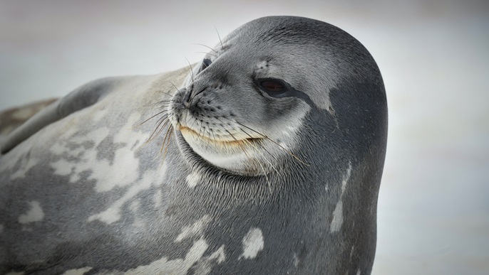 ウェッデルアザラシ/南極クルーズ