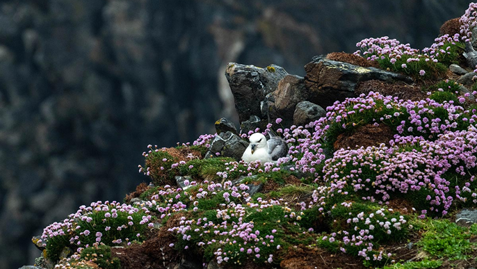 アイルランドクルーズ