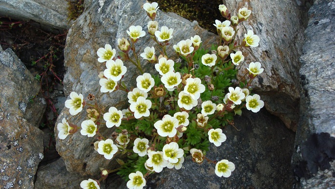 北極旅行/スピッツベルゲン