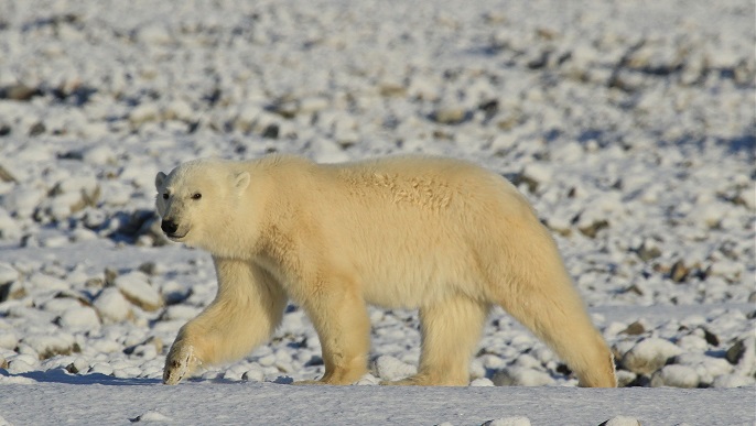 ホッキョクグマ/北極旅行