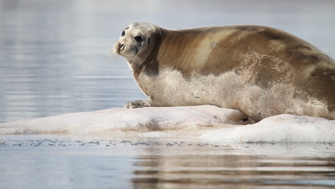アゴヒゲアザラシ_北極クルーズ
