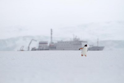 ゼンツーペンギン