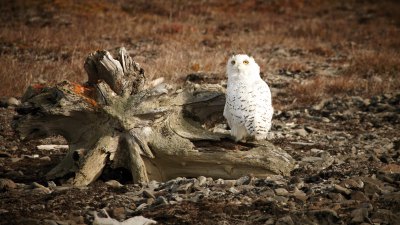 知られざるチュクチ半島とウランゲリ島探検クルーズ 16日間 コース詳細 南極旅行 北極旅行のクルーズ ツアー 株 クルーズライフ