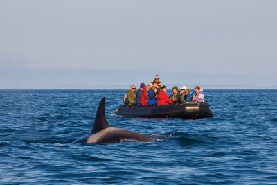 知られざるチュクチ半島とウランゲリ島探検クルーズ 16日間 コース詳細 南極旅行 北極旅行のクルーズ ツアー 株 クルーズライフ