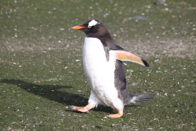 ジェンツーペンギン