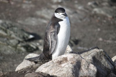 ヒゲペンギン