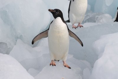 アデリーペンギン