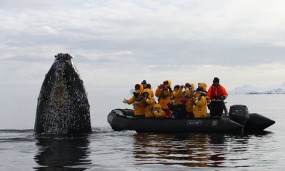 ホエール・ウォッチング（ザトウクジラ）