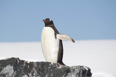 ジェンツーペンギン