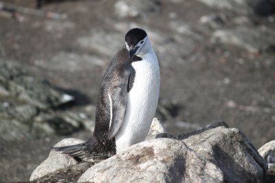 ヒゲペンギン