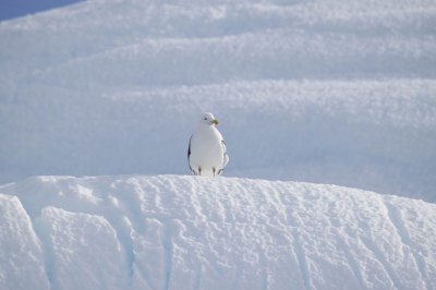 ミナミオオセグエロカモメ