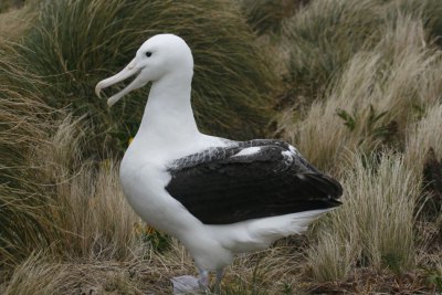 ワタリアホウドリ