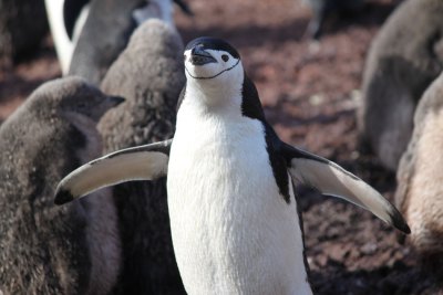 ヒゲペンギン