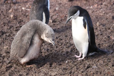 ヒゲペンギン