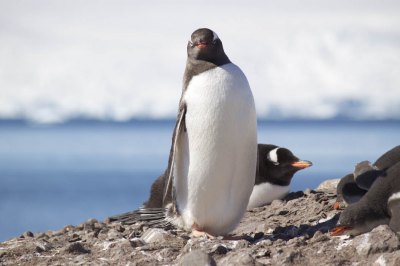 ジェンツーペンギン