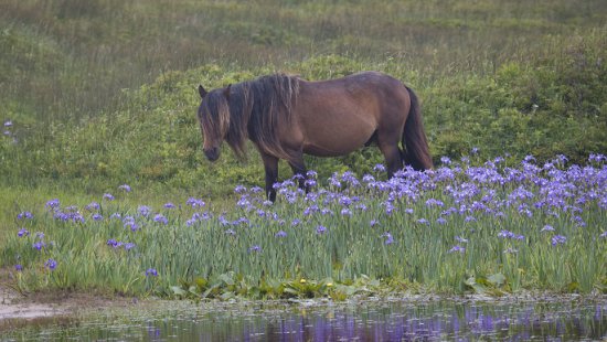 カナダ東海岸探検クルーズ11日間コース詳細 南極旅行 北極旅行のクルーズ ツアー 株 クルーズライフ