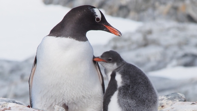 ゼンツーペンギンの親子／南極観光