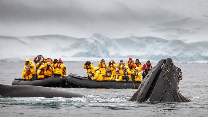 ザトウクジラ／南極観光