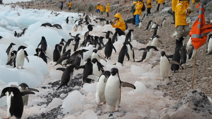 アデリーペンギンの営巣地／南極観光