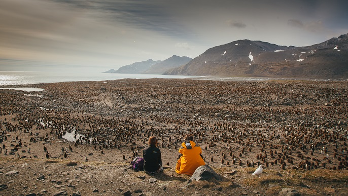 キングペンギンの営巣地／南極観光