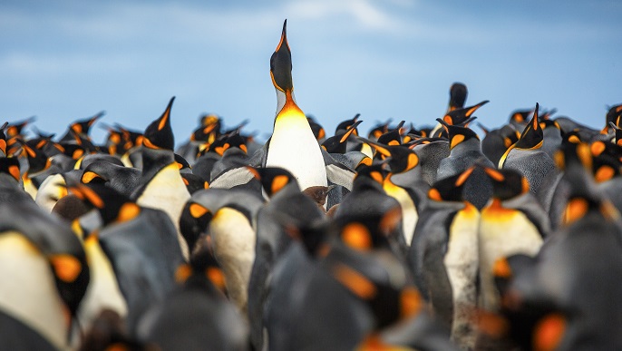 キングペンギンの群れ／南極ツアー