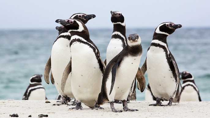 マゼランペンギン／南極観光