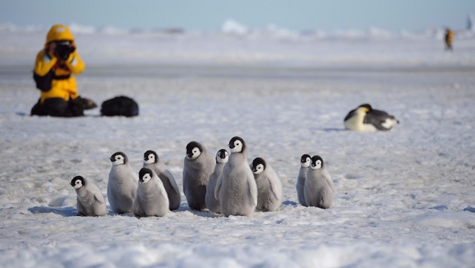 コウテイペンギンのヒナ／南極ツアー