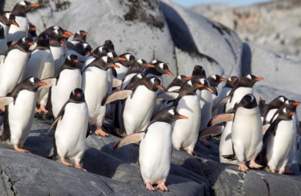 ゼンツーペンギンの群れ／南極クルーズ