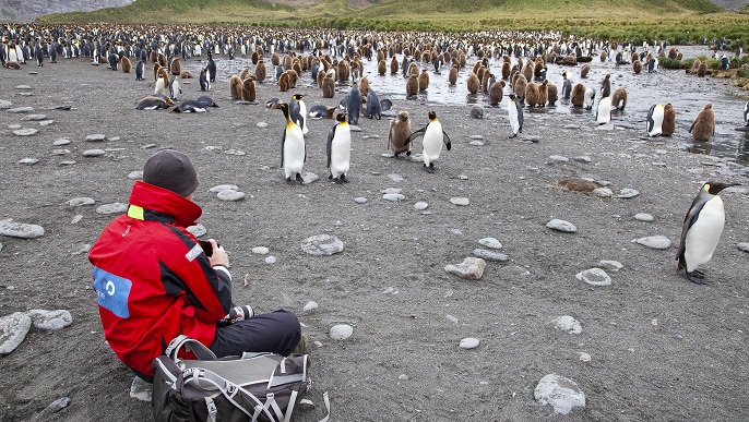 キングペンギンの営巣地／南極観光＆南極ツアー